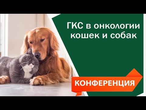 Видео: ГКС глюкокортикостероиды - применение в онкологии кошек и собак