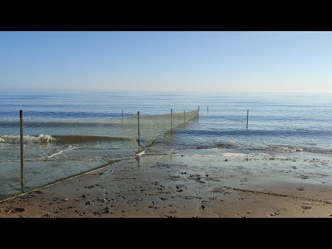 Видео: Рюжа. Древнейшая снасть поморов. Установка проверка рюжи. Белое море.