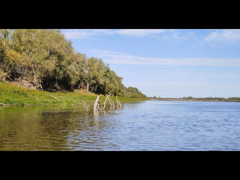 Видео: В ЭТИХ КОРЯГАХ ТОЧНО КТО-ТО ЖИВЕТ !Иртыш сентябрь