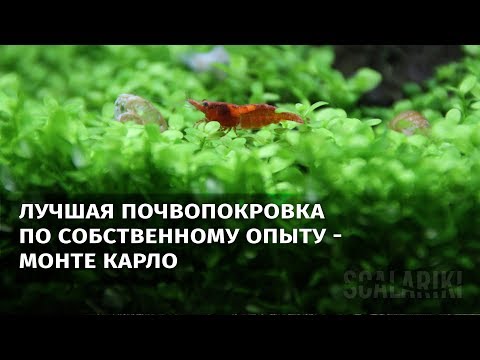 Видео: Самое лучшее почвопокровное растение для аквариума - Монте Карло