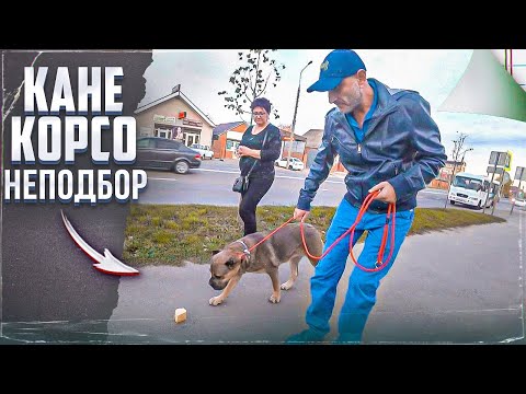 Видео: Неподбор (Один из способов, как отучить подбирать) Кане корсо