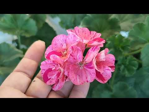 Видео: Видео обзор с излишками! 🥰 предлагаю пеларгонии, бегонии, хойи и др. 🤗 03.08.25