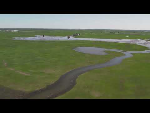 Видео: 04.05.2022. Нерест сазана в низовье Волги. 4К.