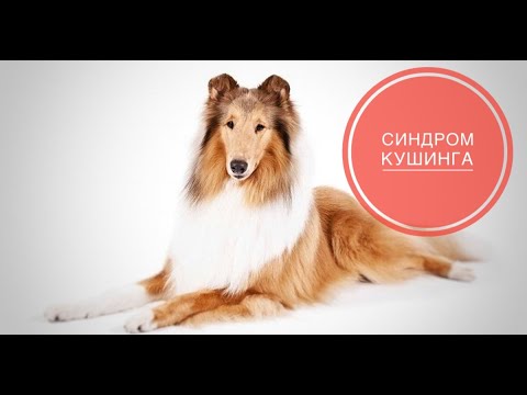 Видео: Синдром Кушинга у собак и кошек