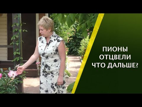 Видео: КАК УХАЖИВАТЬ ЗА ПИОНАМИ ПОСЛЕ ЦВЕТЕНИЯ!!