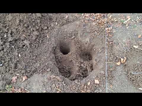 Видео: Засаждане на дръвчета/фиданки/