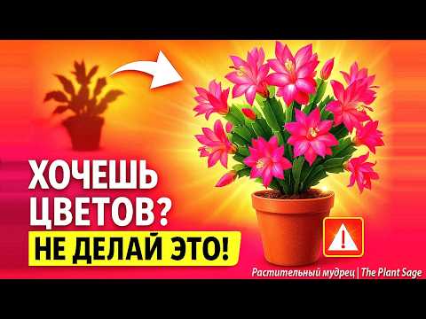 Видео: СРОЧНО СМОТРИ ЧТО НЕЛЬЗЯ ДЕЛАТЬ С ДЕКАБРИСТОМ В СЕНТЯБРЕ 🌿 Почему нет бутонов зимой?