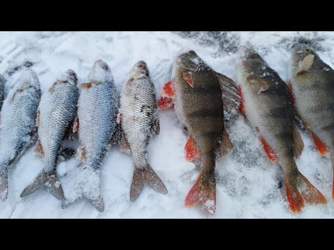 Видео: Зимняя рыбалка, собака чуть не съела улов , жерлицы, крупный окунь и плотва