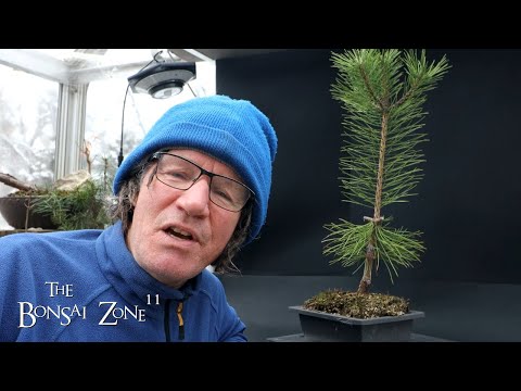Видео: Обрезка моего саженца японской чёрной сосны и её история, The Bonsai Zone, январь 2024 г.