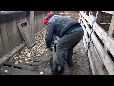 Видео: Бараны помесь Эдильбая и Романовская породы и Суфоллка