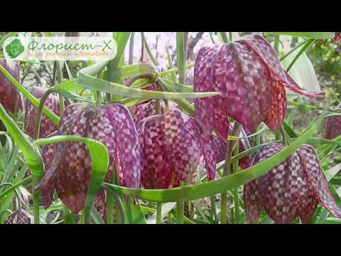 Видео: Посадка рябчиков или фритиллярии – почва и процесс; размножение и хранение рябчиков