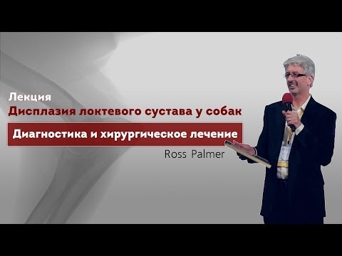 Видео: Дисплазия локтевого сустава у собак. Диагностика и хирургическое лечение