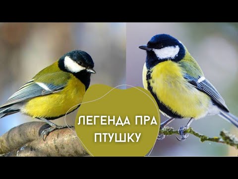 Видео: Легенда пра птушку. Сінічкін дзень