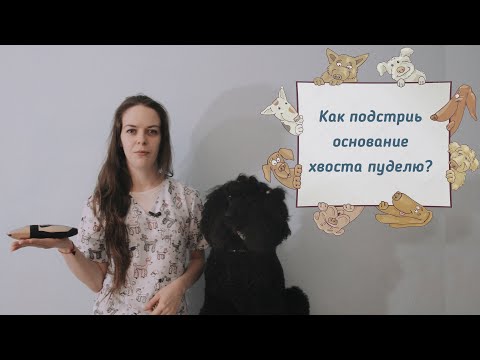 Видео: Как подстричь основание хвоста пуделю?