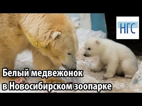 Видео: Первые шаги белого медвежонка в зоопарке Новосибирска. Bear in Novosibirsk Zoo