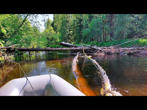 Видео: Очень много мошки и комаров на этой хариусовой рыбалке.