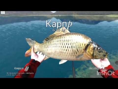 Видео: Как поймать карпа