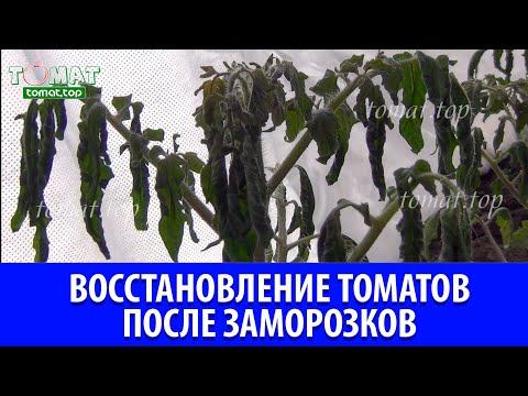 Видео: Восстановление томатов после заморозков. Стоит ли этим заниматься? Что делать если помёрзли томаты?