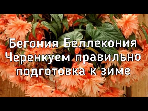 Видео: Бегония Беллекония /Черенкуем правильно/Подготовка к зимовке/ [как сохранить бегонию зимой]