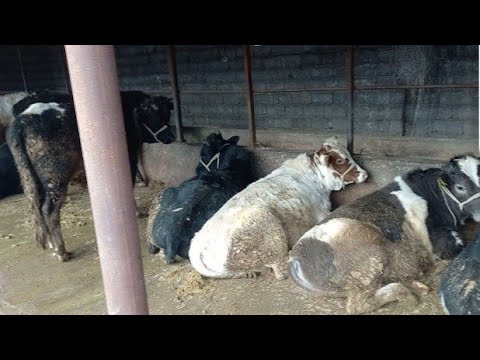 Видео: Букаларымыздың бир кундик тамагының тизими#малбордақылау##бука  бордакылау##откорм