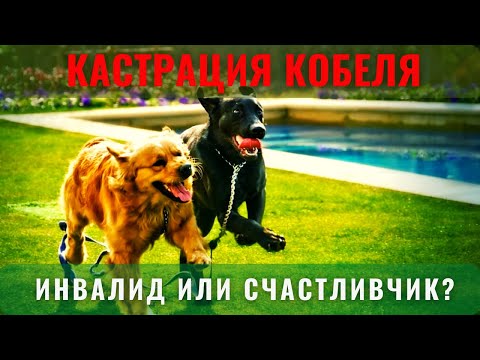 Видео: 📝🐕🐾 Кастрация кобеля: инвалид или счастливчик?