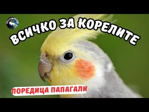 Видео: Всичко за Корелите - компилация