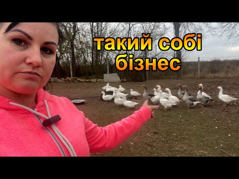 Видео: Ціна на м'ясо качки на Чернігівщині. Восени багато замовлень на качок.