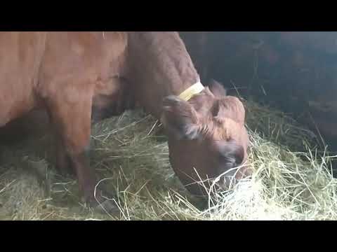 Видео: #Деревенскаяжизнь Пустые сараи! Продала коз! Покупаю корову!