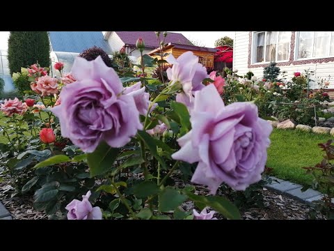 Видео: Идеальный сад🌹. В гостях у Юли