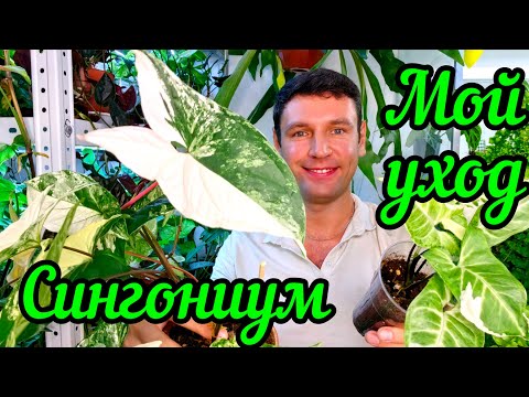 Видео: Сингониум / Мой уход / Размножение / Грунт /Свет