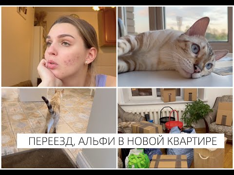 Видео: ПЕРЕЕЗД/СБОР ВЕЩЕЙ/КОТ В НОВОЙ КВАРТИРЕ