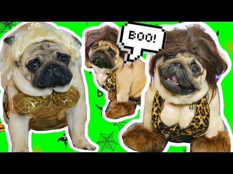 Видео: ЧУМОВЫЕ КОСТЮМЫ ДЛЯ СОБАК НА ХЭЛЛОУИН ! моя собака Лэди гага ! челлендж