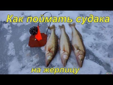 Видео: Как поймать судака на жерлицу