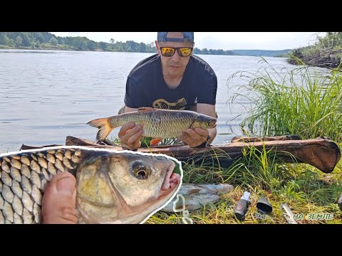 Видео: РЫБАЛКА на ПРИПЯТИ! Голавль, щука, окунь с одной точки!