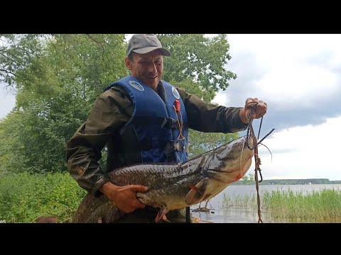 Видео: Иваньковское вдхр. Конаково 07.2022 Мой рекорд по сому.