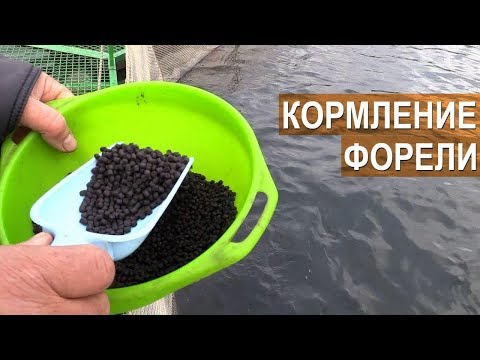 Видео: Фермерская форель РыбаLove. Кормим рыбу. Комбикорм для форели