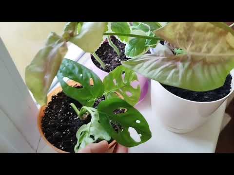 Видео: Огляд кімнатних рослин у лютому