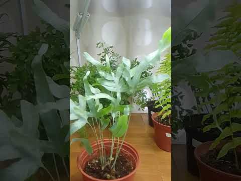 Видео: Обзор папоротников. Lecanopteris deparioides, pteris, nephrolepis, phlebotomy, adiantum