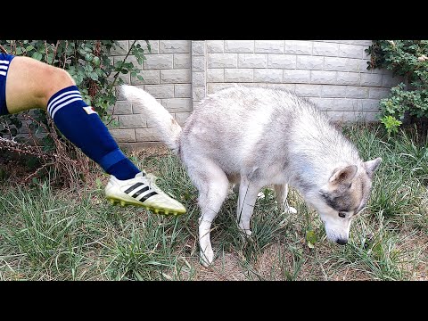 Видео: 24 часа МЕШАЮ СОБАКАМ! Тест на психику или приколы с животными