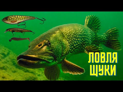 Видео: ЩУКА на СПІНІНГ 2024! ЛОВЛЯ на BIG BAITS , ВОБЛЕРИ, СИЛІКОН! МІНУС 3 ДЖЕРКА((