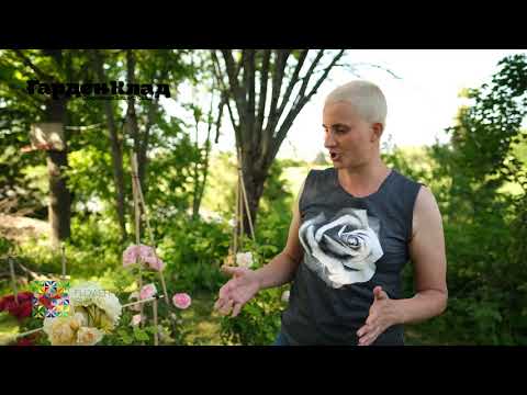 Видео: ГарденКлад. Gardenklad. «ЛУЧШИЕ СОРТА РОЗ АНГЛИЙСКОЙ СЕЛЕКЦИИ Д. ОСТИНА»