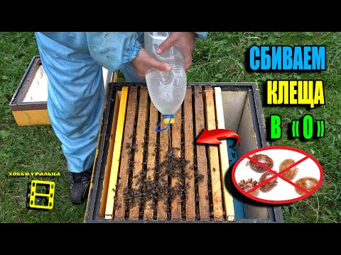 Видео: БЕЗ ЭТОЙ ОБРАБОТКИ КЛЕЩ ВАРРОА УБЬЕТ ПЧЕЛИНЫЕ СЕМЬИ. ПЧЕЛОВОДСТВО 25-35