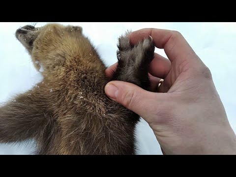 Видео: Два дня из жизни в тайге на промысле. Попался крупный кот. Старая изба