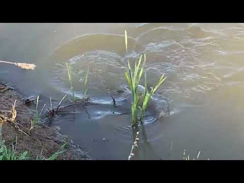 Видео: Нерест риби на власному ставку