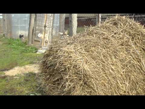 Видео: у Борисенка