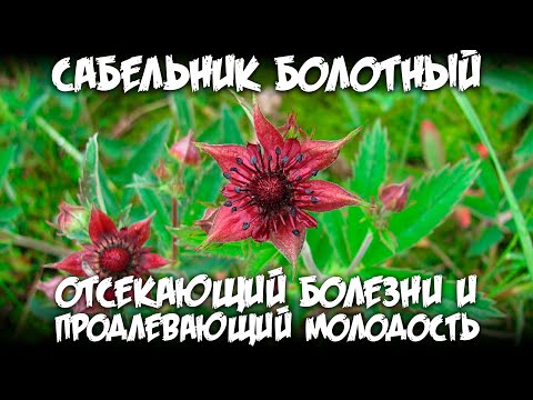 Видео: Сабельник болотный / Отсекающий болезни и продлевающий молодость