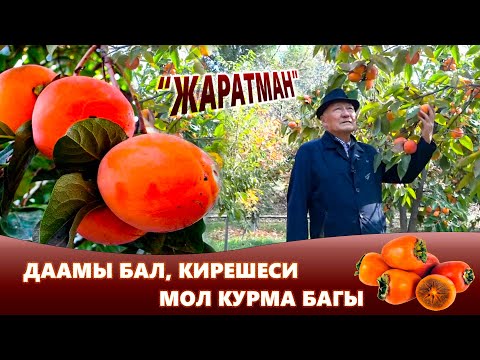 Видео: Жалал-Абад: Даамы бал, кирешеси мол курма багы | ЖАРАТМАН