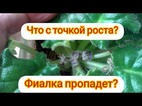Видео: У фиалочки не растет точка роста?