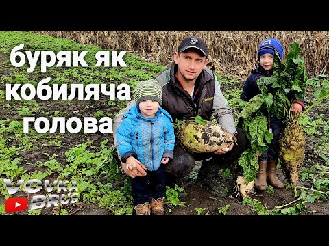 Видео: 🇺🇦Технологія вирощування ГІГАНСЬКОГО кормового буряка.🇺🇦