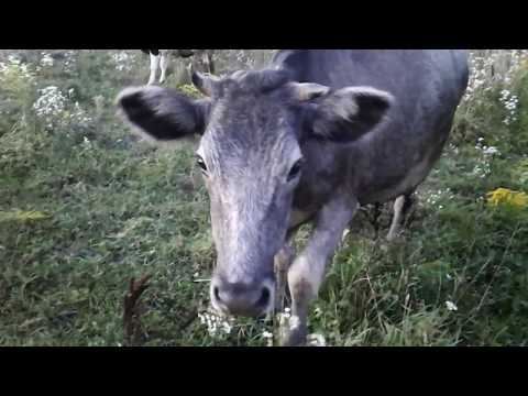 Видео: Хозяйственные будни!